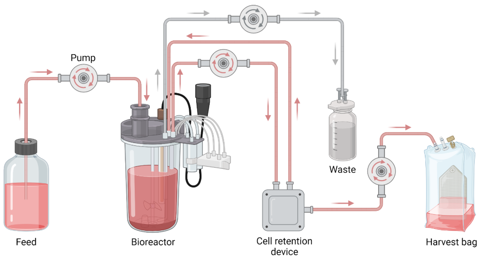 Diagram of a perfusion bioreactor set-up showing fresh media feed, bioreactor, cell-retention device and permeate harvest