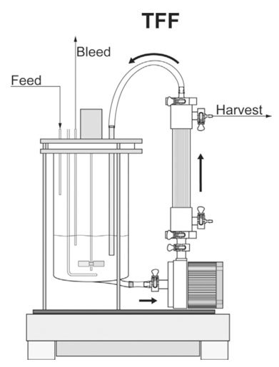 Schematic of a typical tangential flow filtration (TFF) perfusion set-up with feed pump, retentate return and permeate outlet