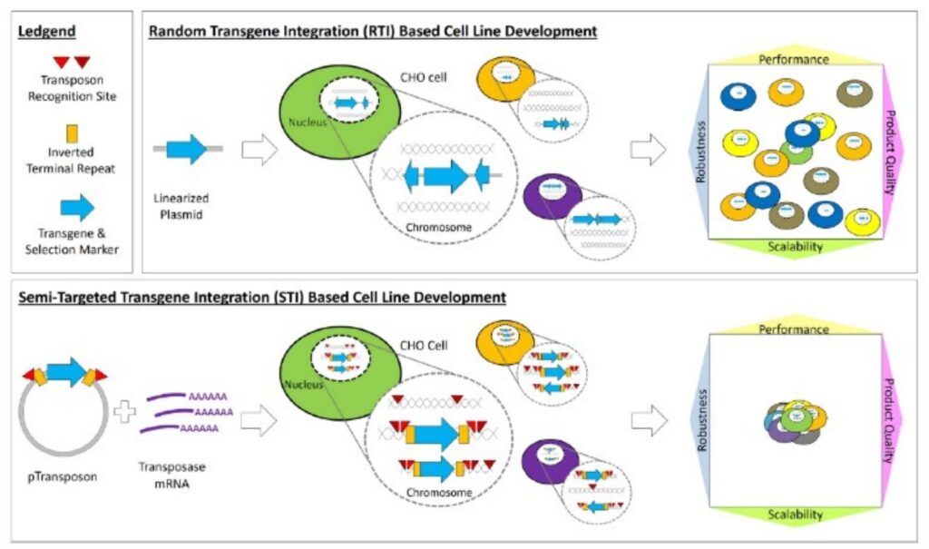 Diagram comparing random transgene integration, which yields a heterogeneous CHO cell pool, with semi-targeted transposase-based integration, which yields a tightly clustered pool across performance, product quality, robustness and scalability.